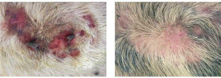 Animaderm Derfen Original Cream Vliegen & eczeem - Maddelin Equestrian Animaderm