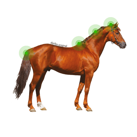 Animaderm Derfen Original Lotion – Intensieve Verzorging bij Jeuk & Huidirritatie 250ml Vliegen & eczeem - Maddelin Equestrian Animaderm