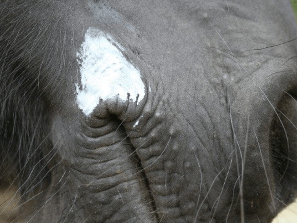 Animaderm Natjely balsem 300ml Verzorgingsproducten - Maddelin Equestrian Animaderm