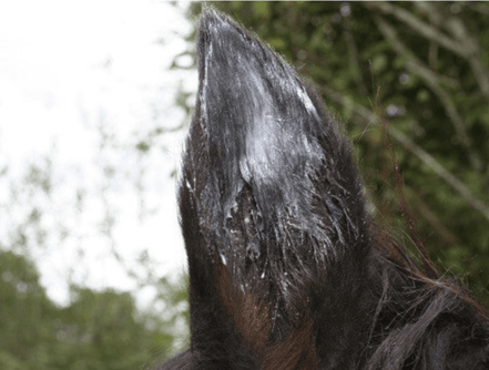 Animaderm Natjely balsem 300ml Verzorgingsproducten - Maddelin Equestrian Animaderm