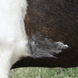 Animaderm Natjely balsem 300ml Verzorgingsproducten - Maddelin Equestrian Animaderm