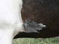 Animaderm Natjely balsem 300ml Verzorgingsproducten - Maddelin Equestrian Animaderm