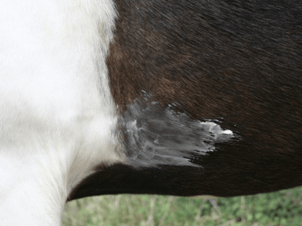 Animaderm Natjely balsem 300ml Verzorgingsproducten - Maddelin Equestrian Animaderm