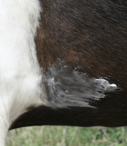 Animaderm Natjely balsem 300ml Verzorgingsproducten - Maddelin Equestrian Animaderm