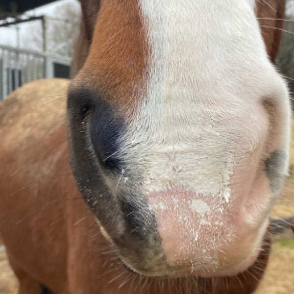 Animaderm Solaren Natuurlijke Zonnebrandcrème Verzorgingsproducten - Maddelin Equestrian Animaderm