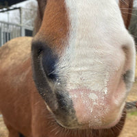 Animaderm Solaren Natuurlijke Zonnebrandcrème Verzorgingsproducten - Maddelin Equestrian Animaderm