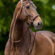 BR Bitloos Hoofdstel Lewes Side & Pull Bitloos - Maddelin Equestrian BR