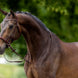 BR Bitloos Hoofdstel Lewes Side & Pull Bitloos - Maddelin Equestrian BR