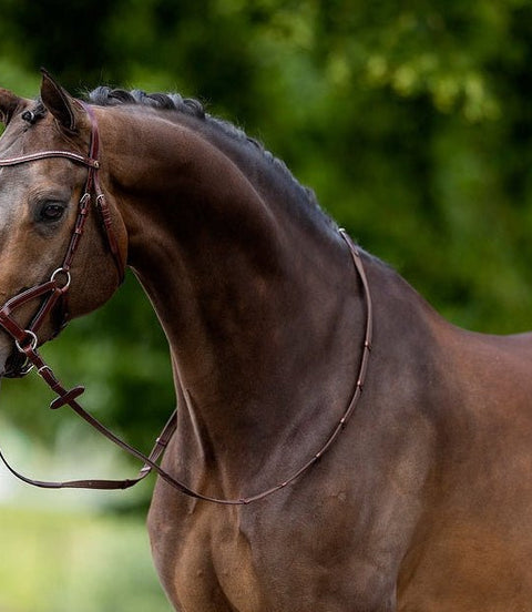 BR Bitloos Hoofdstel Lewes Side & Pull Bitloos - Maddelin Equestrian BR
