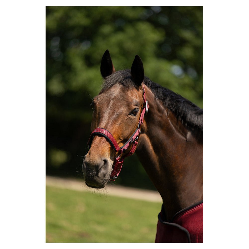 BR CLX halster Nylon halsters - Maddelin Equestrian BR