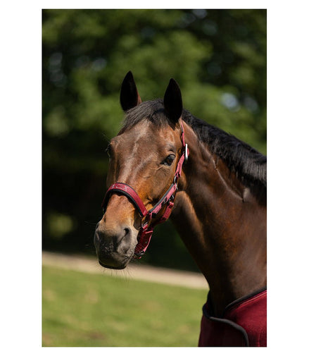 BR CLX halster Nylon halsters - Maddelin Equestrian BR