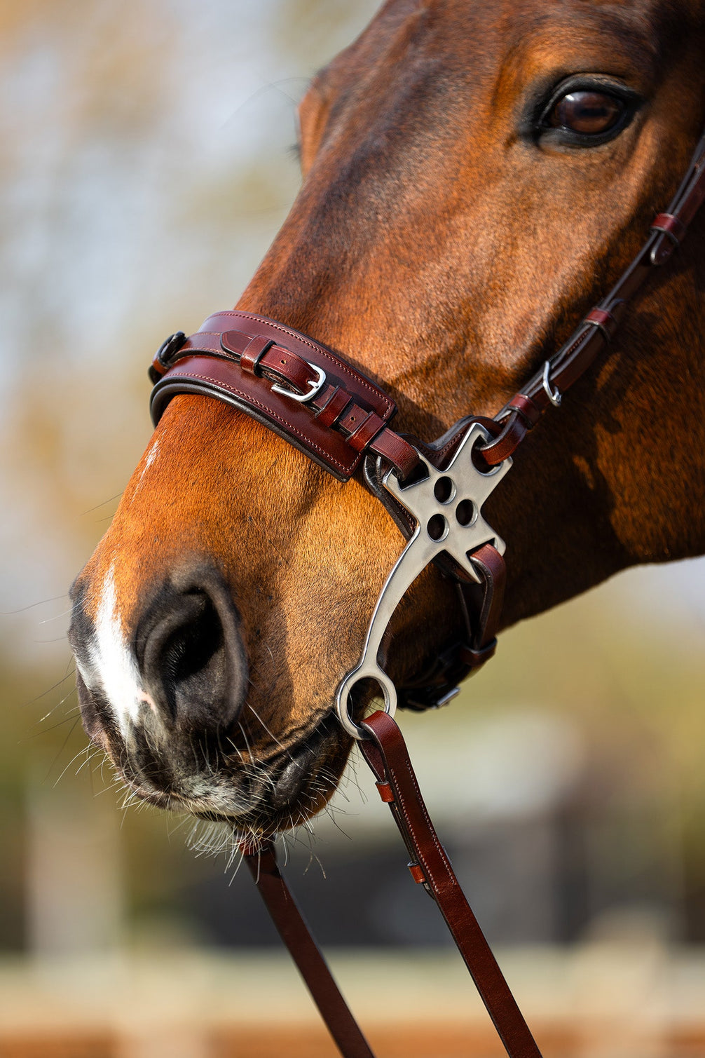 BR Hackamore hoofdstel Thornbury Bitloos - Maddelin Equestrian BR