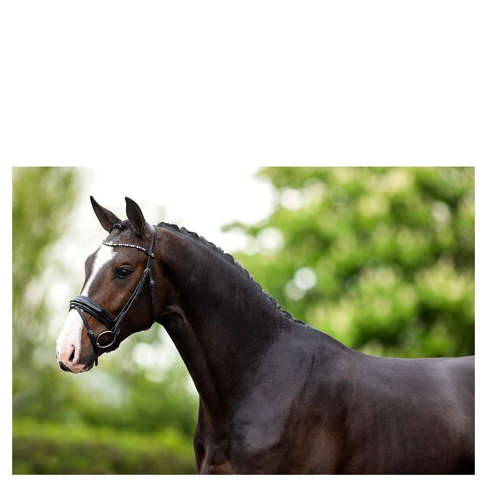 BR Hoofdstel Andover Trenshoofdstellen - Maddelin Equestrian BR