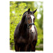 BR Hoofdstel Andover Trenshoofdstellen - Maddelin Equestrian BR