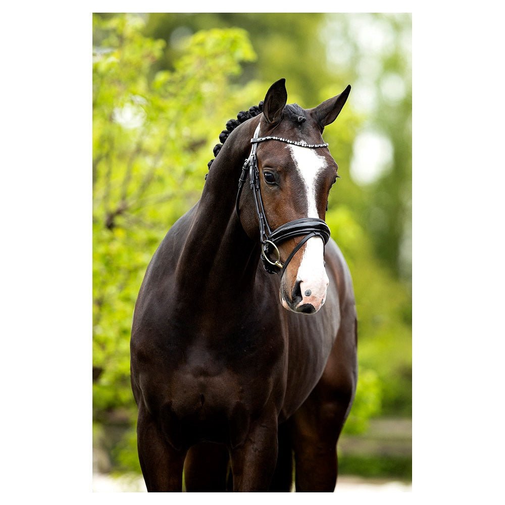 BR Hoofdstel Andover Trenshoofdstellen - Maddelin Equestrian BR