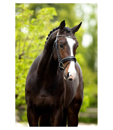 BR Hoofdstel Andover Trenshoofdstellen - Maddelin Equestrian BR