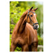 BR Hoofdstel Hereford Trenshoofdstellen - Maddelin Equestrian BR