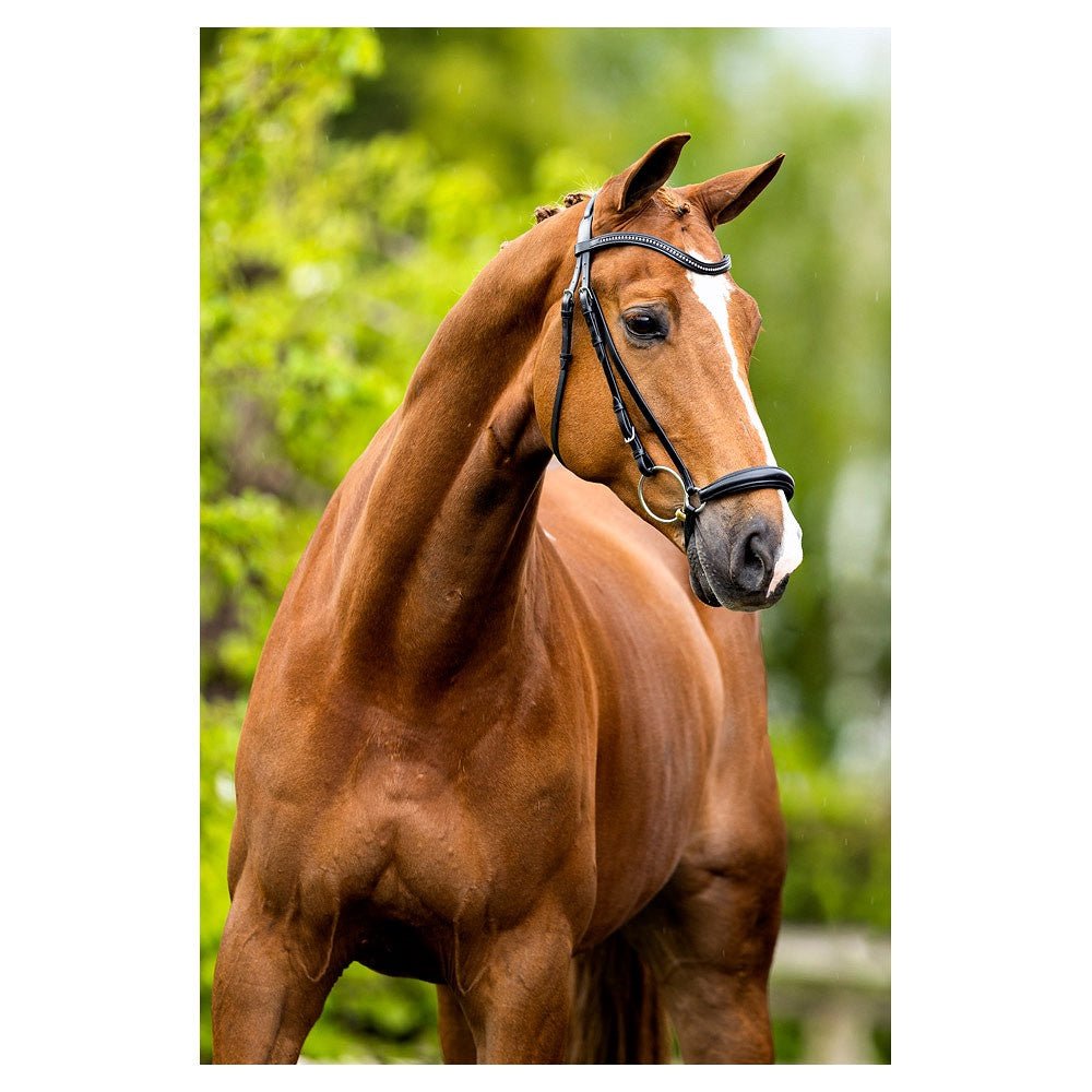 BR Hoofdstel Hereford Trenshoofdstellen - Maddelin Equestrian BR