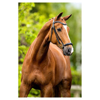 BR Hoofdstel Hereford Trenshoofdstellen - Maddelin Equestrian BR