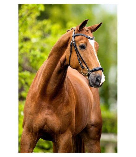 BR Hoofdstel Hereford Trenshoofdstellen - Maddelin Equestrian BR