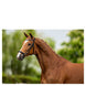 BR Hoofdstel Hereford Trenshoofdstellen - Maddelin Equestrian BR