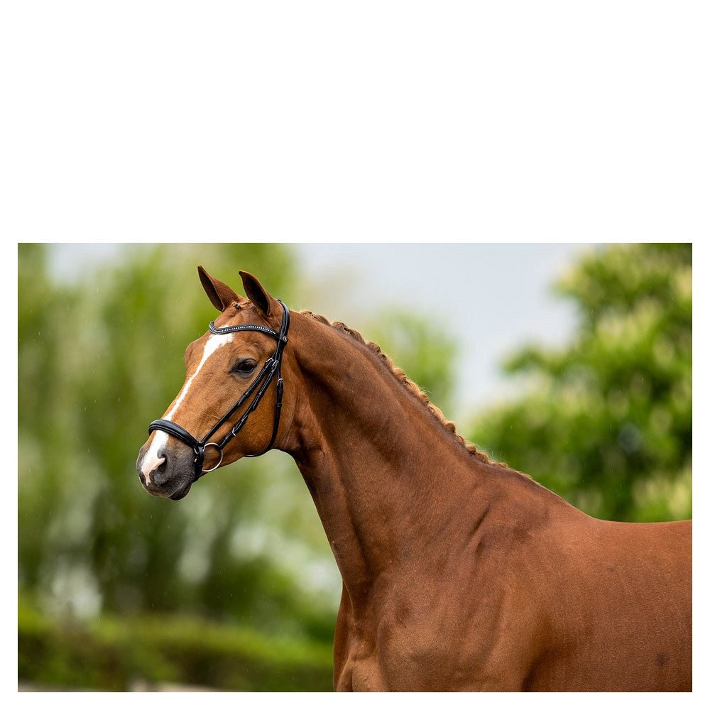 BR Hoofdstel Hereford Trenshoofdstellen - Maddelin Equestrian BR