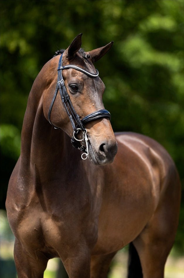 BR Hoofdstel Keswick Stang&Trens Stang & Trens - Maddelin Equestrian BR