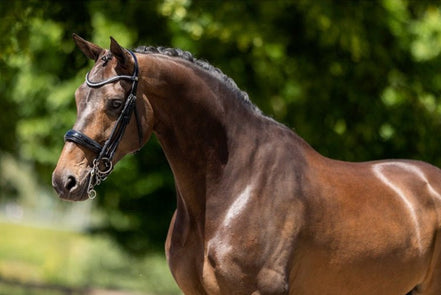 BR Hoofdstel Keswick Stang&Trens Stang & Trens - Maddelin Equestrian BR