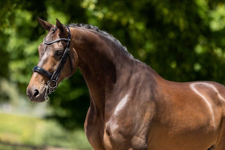 BR Hoofdstel Keswick Stang&Trens Stang & Trens - Maddelin Equestrian BR