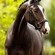 BR Hoofdstel Longridge Trenshoofdstellen - Maddelin Equestrian BR