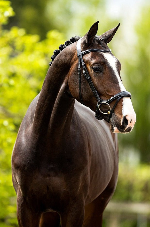 BR Hoofdstel Longridge Trenshoofdstellen - Maddelin Equestrian BR