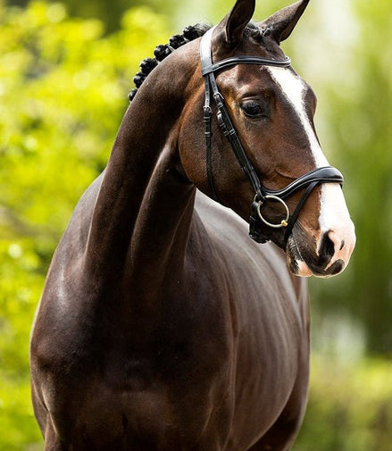 BR Hoofdstel Longridge Trenshoofdstellen - Maddelin Equestrian BR