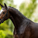BR Hoofdstel Longridge Trenshoofdstellen - Maddelin Equestrian BR