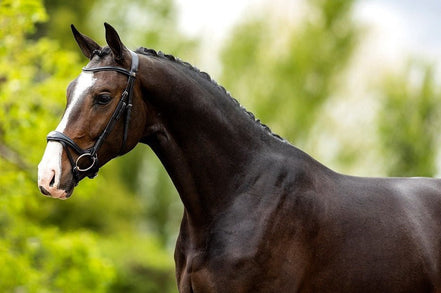 BR Hoofdstel Longridge Trenshoofdstellen - Maddelin Equestrian BR