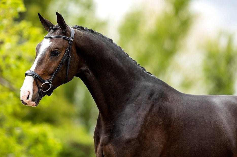 BR Hoofdstel Longridge Trenshoofdstellen - Maddelin Equestrian BR