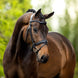 BR Hoofdstel Luton Trenshoofdstellen - Maddelin Equestrian BR