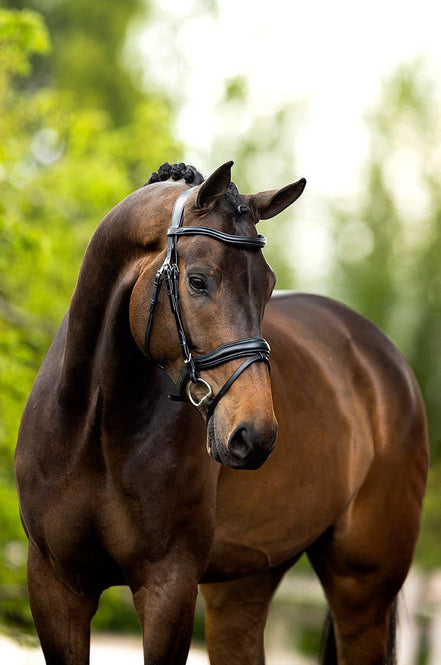 BR Hoofdstel Luton Trenshoofdstellen - Maddelin Equestrian BR