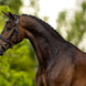 BR Hoofdstel Luton Trenshoofdstellen - Maddelin Equestrian BR