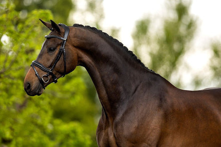 BR Hoofdstel Luton Trenshoofdstellen - Maddelin Equestrian BR