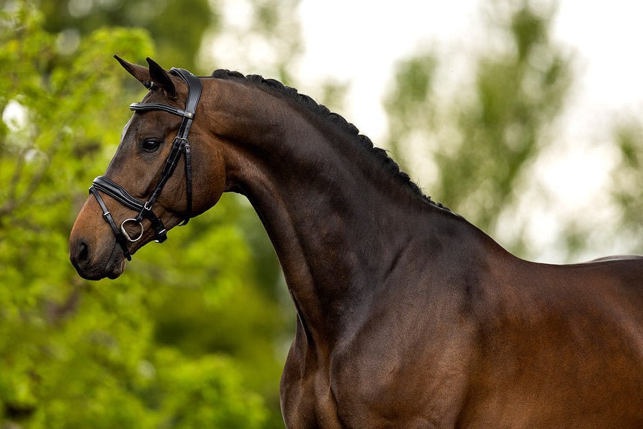 BR Hoofdstel Luton Trenshoofdstellen - Maddelin Equestrian BR