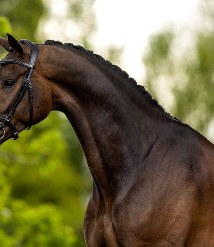 BR Hoofdstel Luton Trenshoofdstellen - Maddelin Equestrian BR