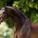 BR Hoofdstel Lydney Trenshoofdstellen - Maddelin Equestrian BR