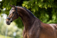 BR Hoofdstel Lydney Trenshoofdstellen - Maddelin Equestrian BR