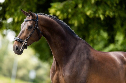 BR Hoofdstel Lydney Trenshoofdstellen - Maddelin Equestrian BR