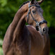 BR Hoofdstel Lydney Trenshoofdstellen - Maddelin Equestrian BR