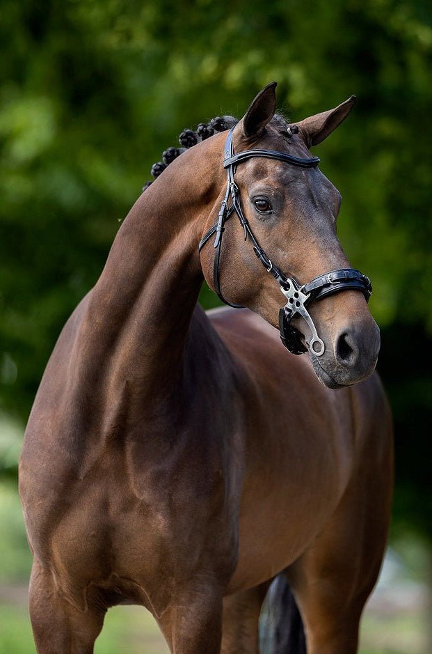 BR Hoofdstel Lydney Trenshoofdstellen - Maddelin Equestrian BR