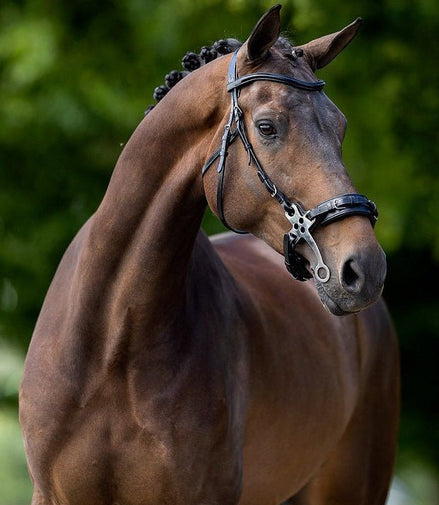 BR Hoofdstel Lydney Trenshoofdstellen - Maddelin Equestrian BR