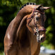 BR Hoofdstel Lydney Trenshoofdstellen - Maddelin Equestrian BR