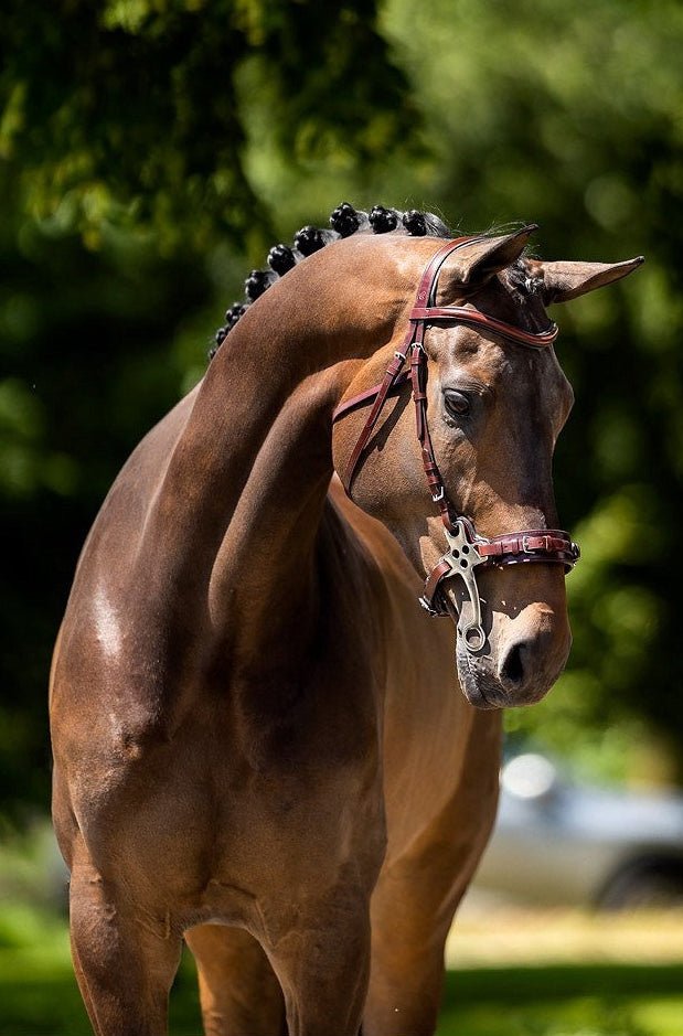 BR Hoofdstel Lydney Trenshoofdstellen - Maddelin Equestrian BR