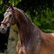 BR Hoofdstel Lydney Trenshoofdstellen - Maddelin Equestrian BR